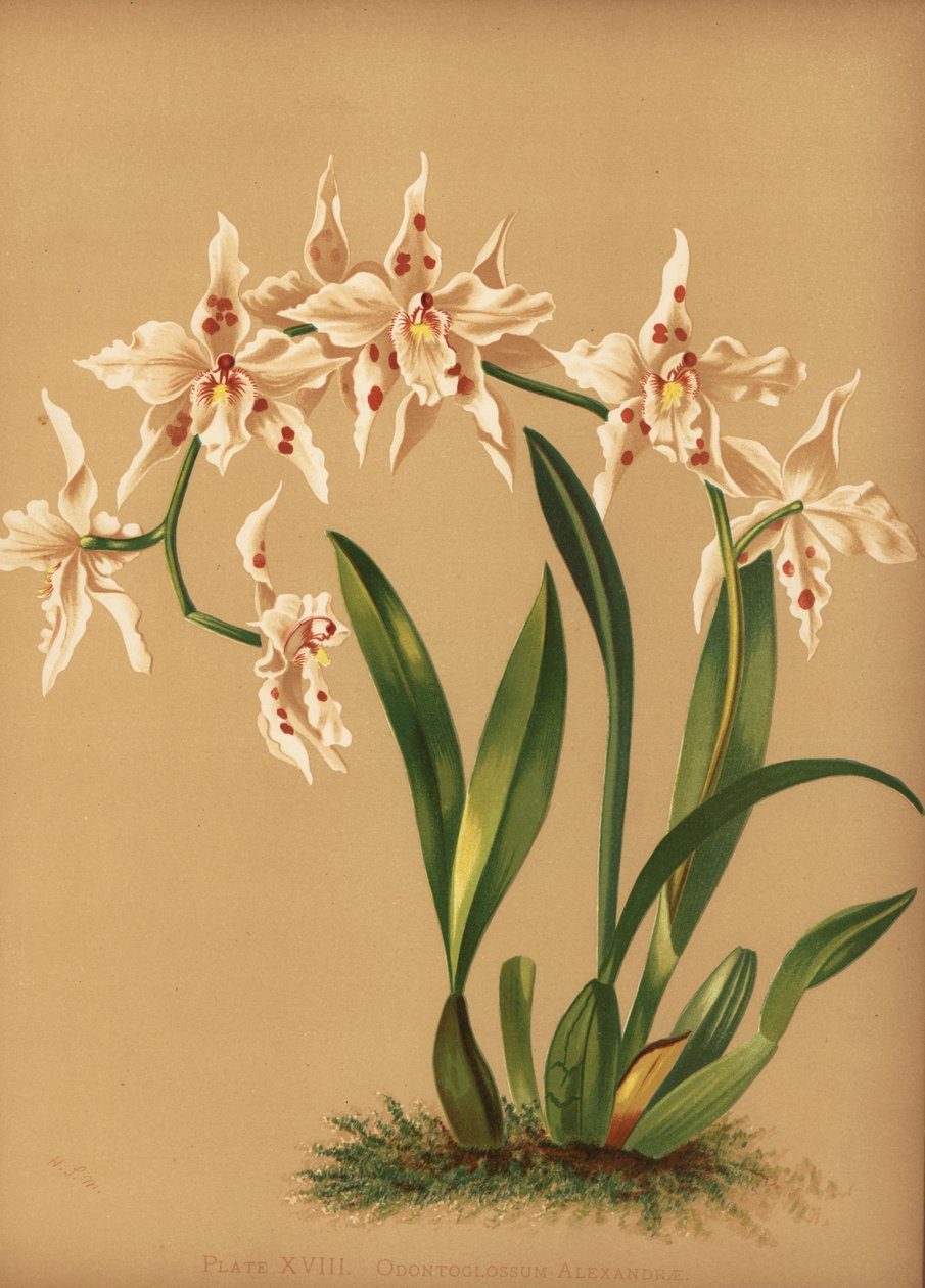 Tančící orchidej, Oncidium alexandrae (Odontoglossum alexandrae) od Unknown