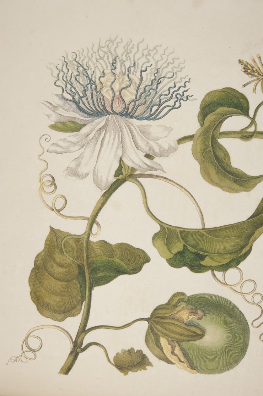 Detail desky XXI z Metamorphosis Insectorum Surinamensium od Marie Sibylly Merian, 1705 od Unknown