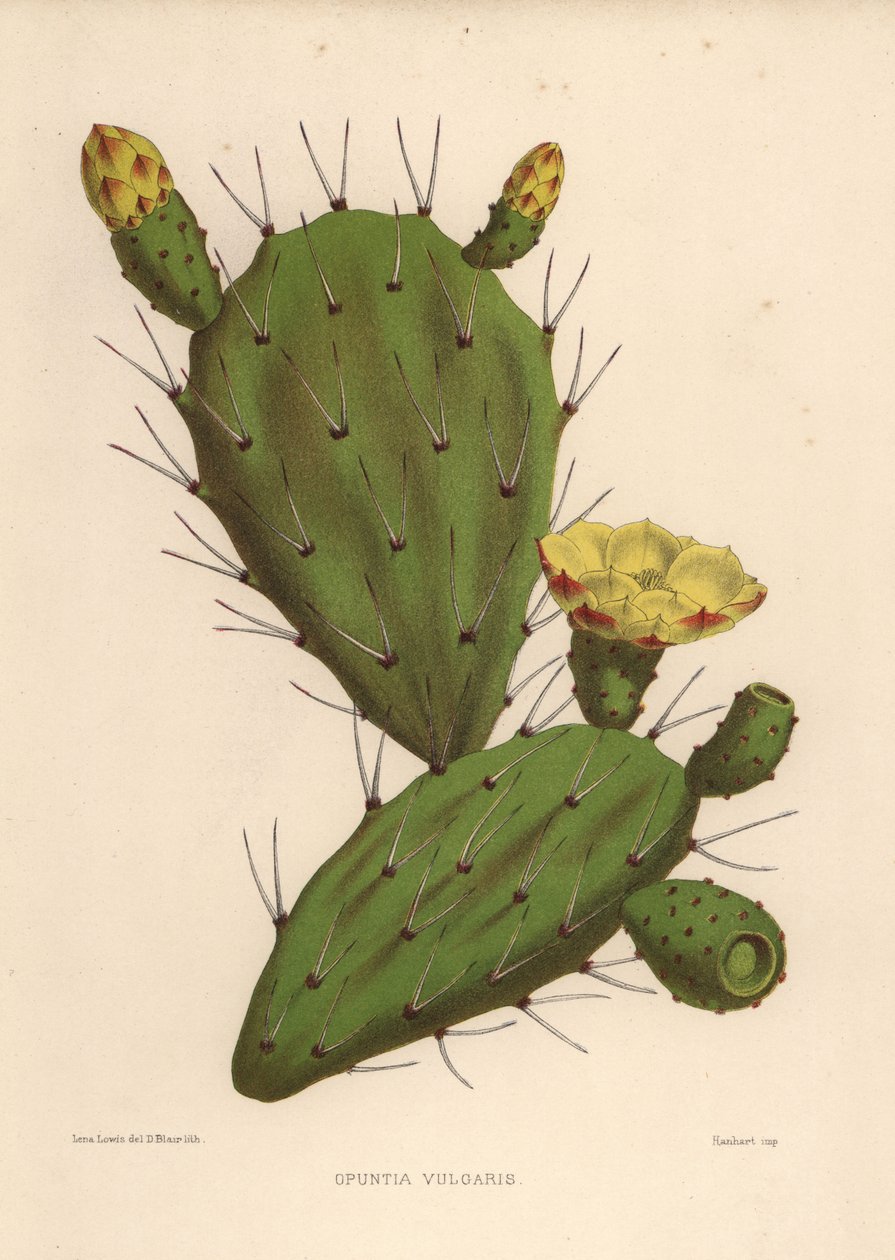 Opuncie východní, Opuntia ficus-indica (Opuntia vulgaris) od Unknown