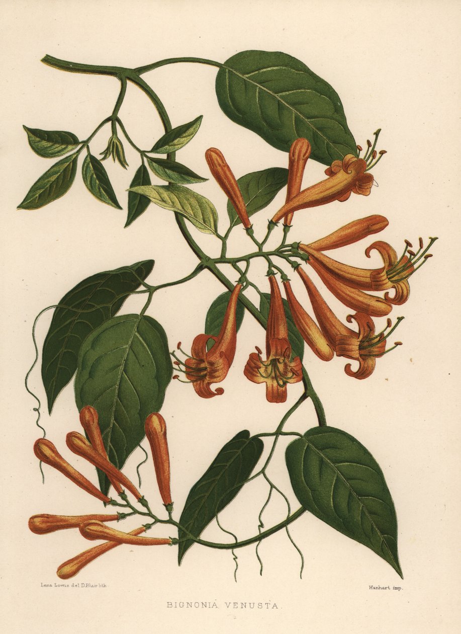 Plameňák nebo pomerančový trubač Pyrostegia venusta (Bignonia venusta) od Unknown