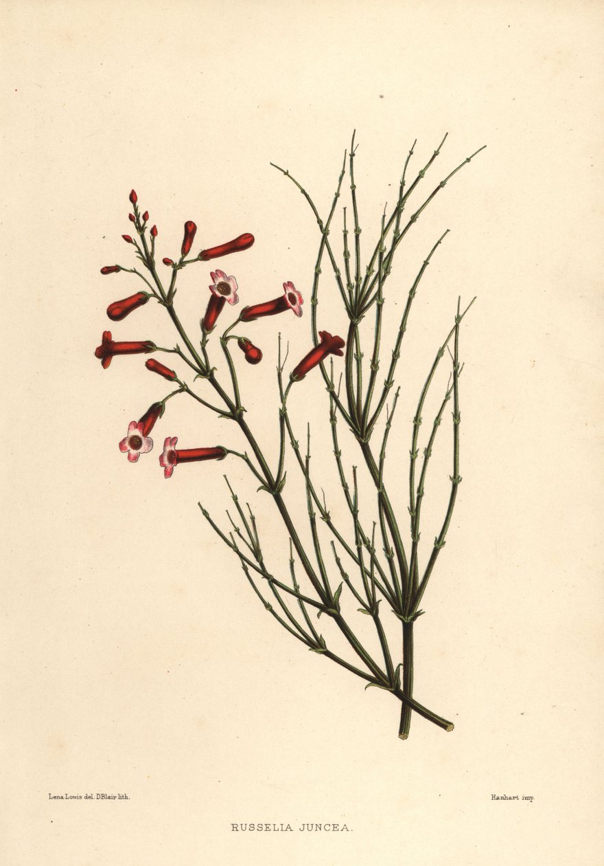 Fountainbush nebo petarda rostlina, Russelia equisetiformis (Russelia juncea) od Unknown