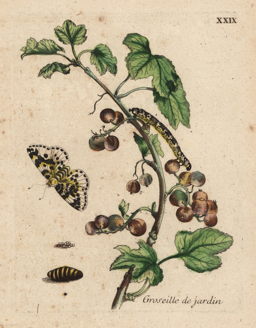 Rostlina angreštu, groseille de jardin, Ribes uva-crispa s molem, housenkou a kuklou, Talíř XXIX. od Unknown