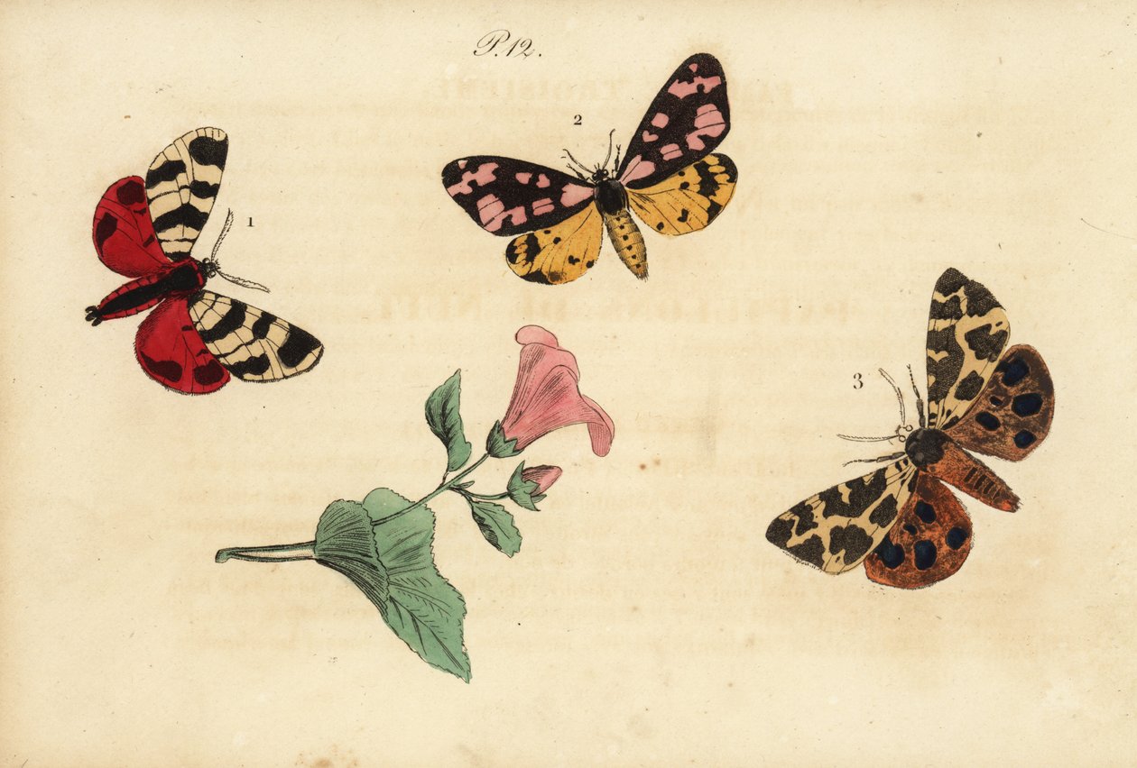 Hebe tygrovaný, Arctia festiva 1, tygr smetanový, Epicallia villica 2 a tygr zahradní, Arctia caja 3. Ecaille hebe, Ecaille fermiere, Ecaille martre od Unknown