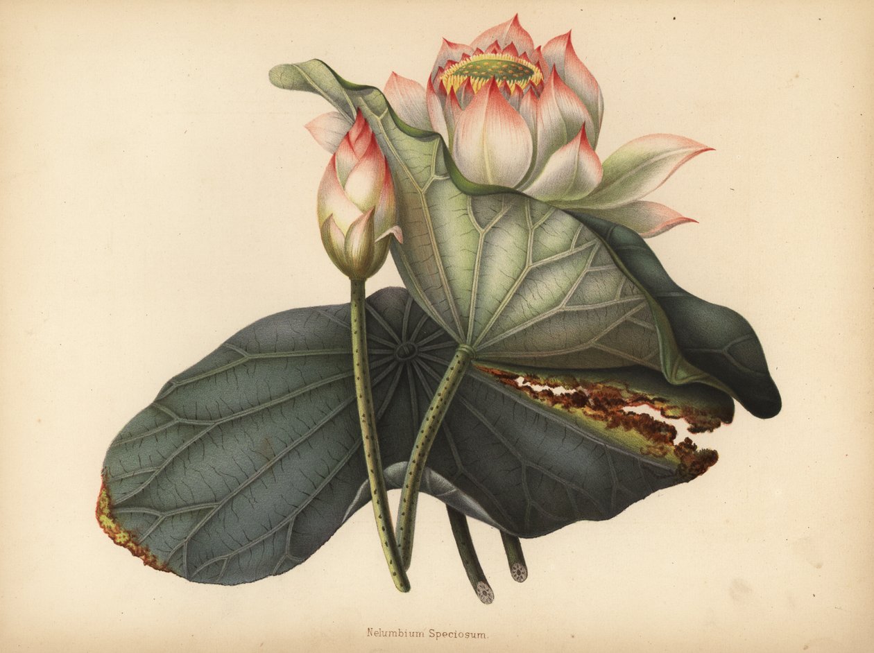 Lotos indický, Nelumbo nucifera (Nelumbium speciosum) od Unknown