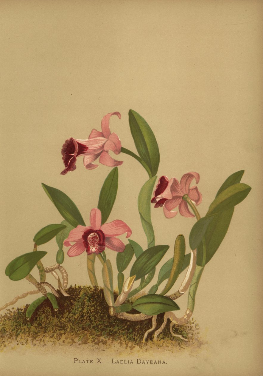 Laelia dayana nebo Cattleya bicalhoi orchidej od Unknown