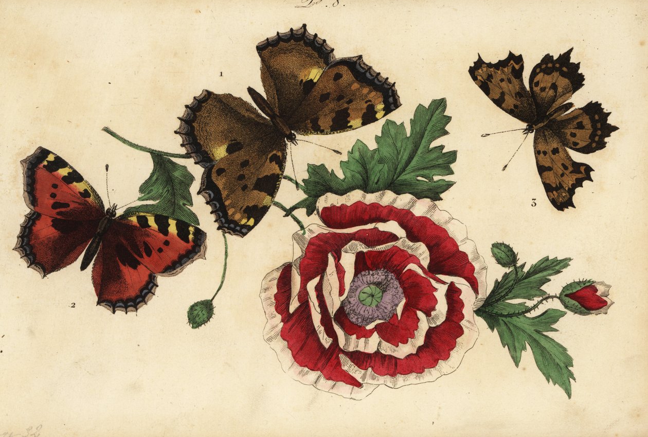 Želva velká, Nymphalis polychloros 1, malá želva, Aglais urticae 2, a motýl čárka, Polygonia c-album 3, s mákem od Unknown