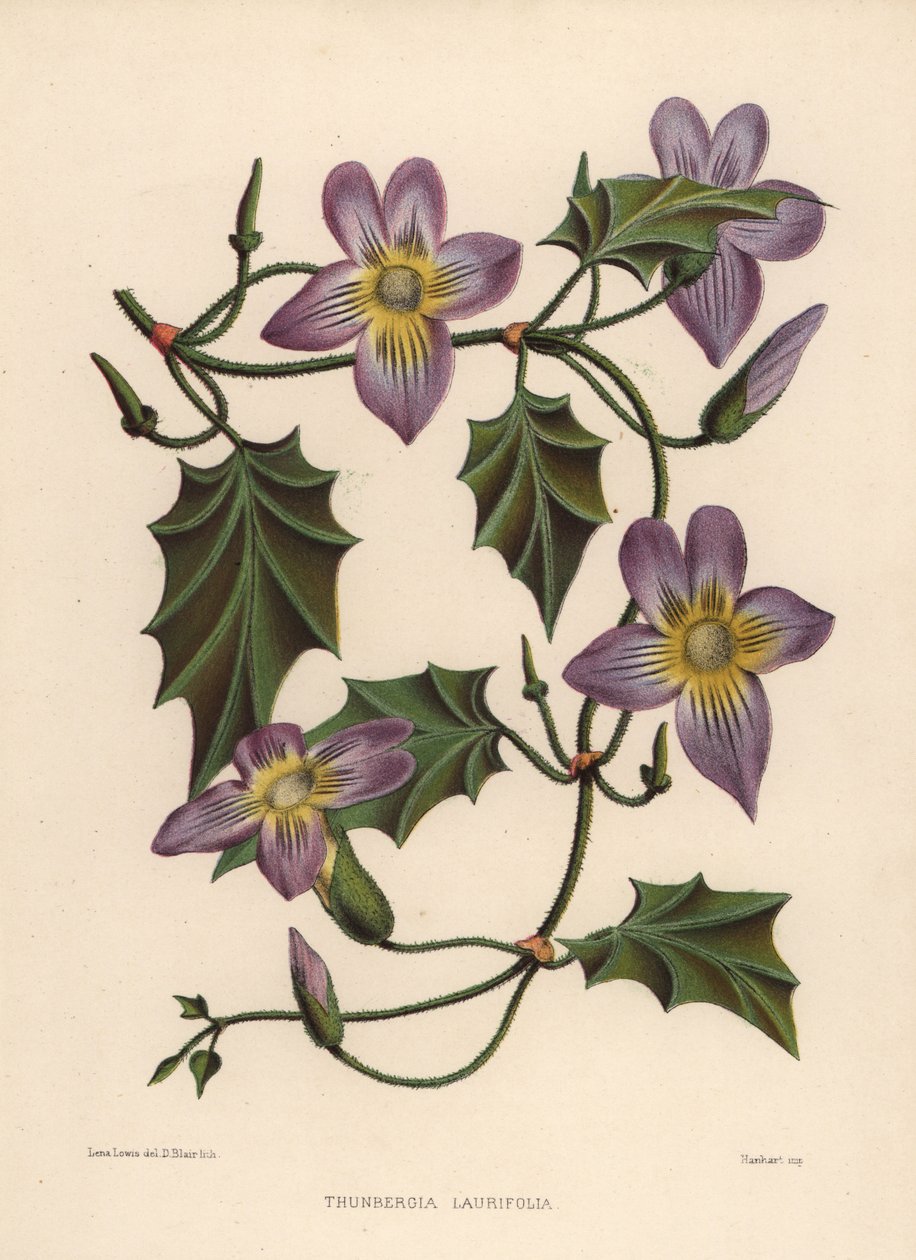 Vavřínový vinný rév nebo modrá trubka, Thunbergia laurifolia od Unknown