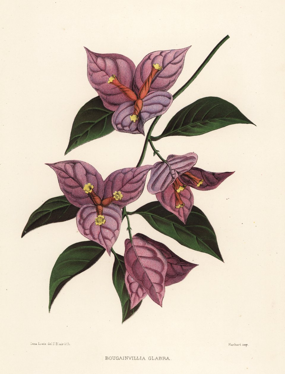 Popínavé rostliny nebo papírový květ, popínavé rostliny glabra (Bougainvillia glabra) od Unknown