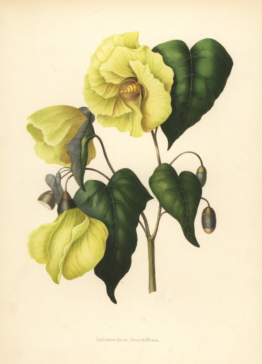Magnolia pterocarpa vyhynulá od Unknown