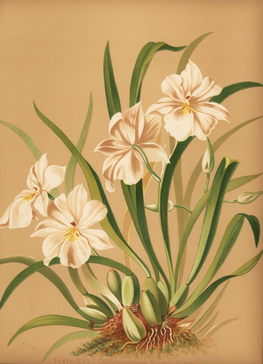 Orchidej maceška, Miltoniopsis roezlii (Odontoglossum roezlii album) od Unknown