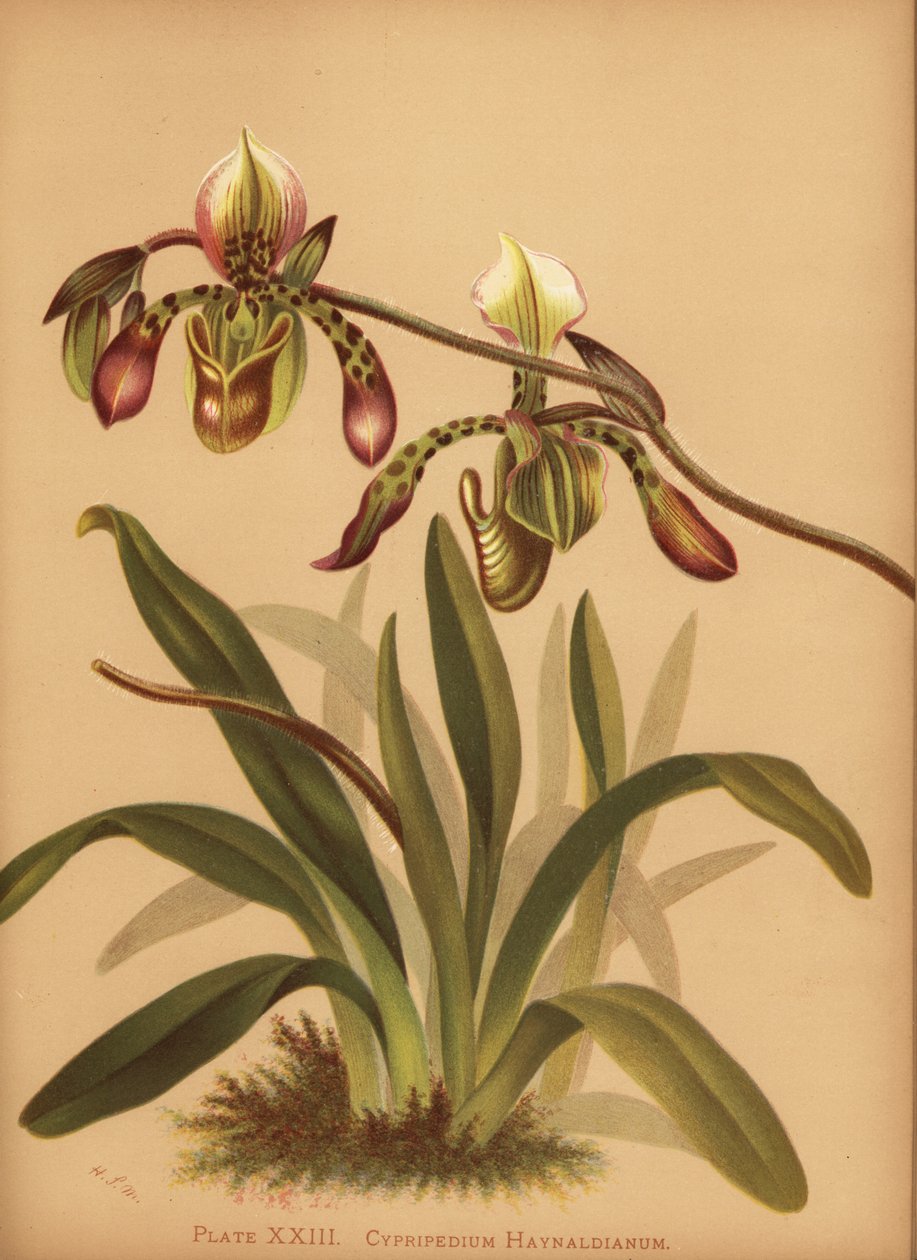 Orchidej Paphiopedilum haynaldianum (Cypripedium haynaldianum) od Unknown