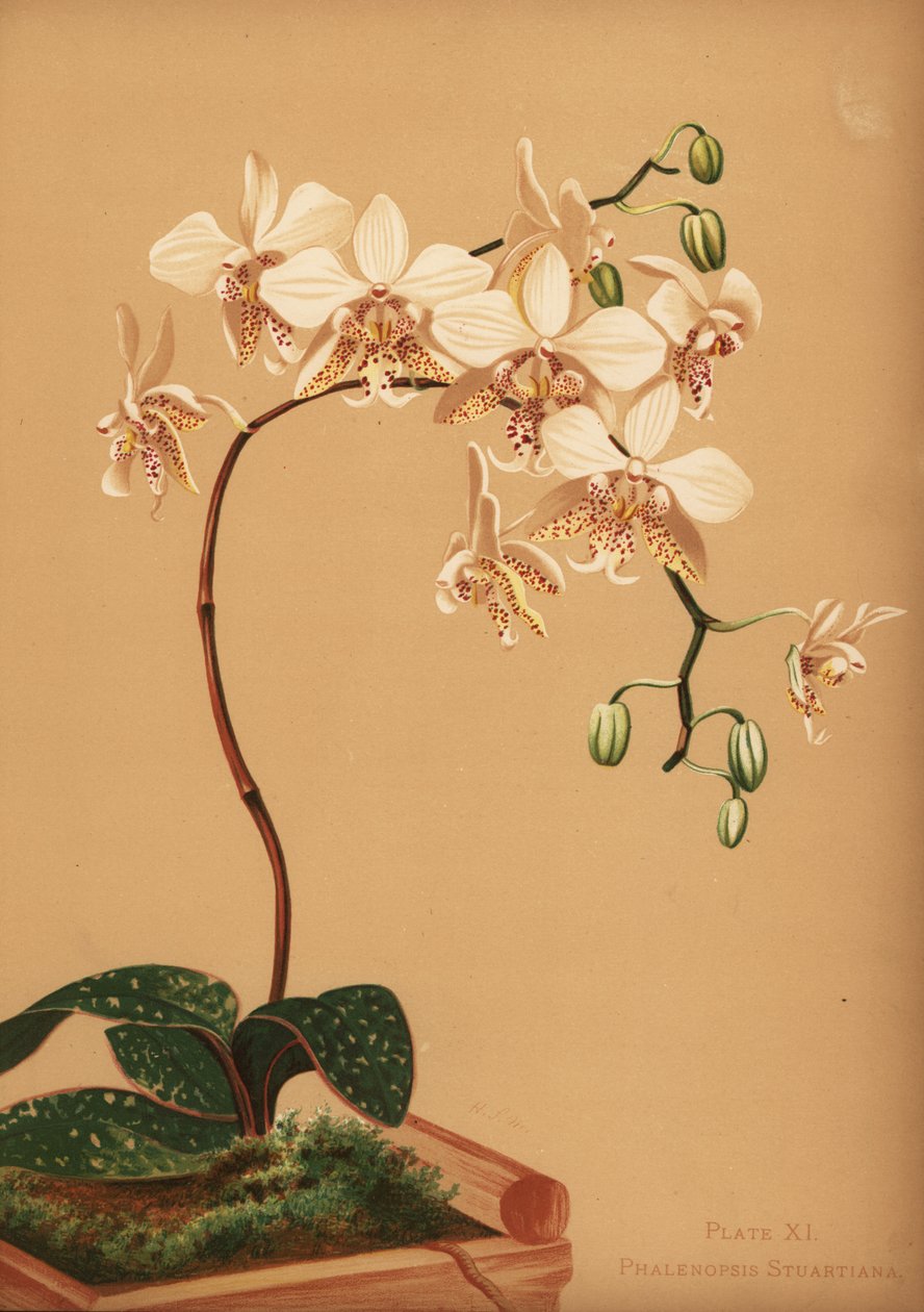 Orchidej Phalaenopsis stuartiana od Unknown