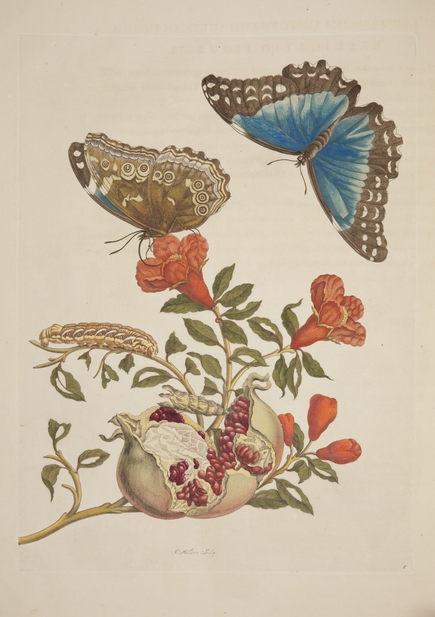 Deska IX z Metamorphosis Insectorum Surinamensium od Marie Sibylly Merian, 1705 od Unknown