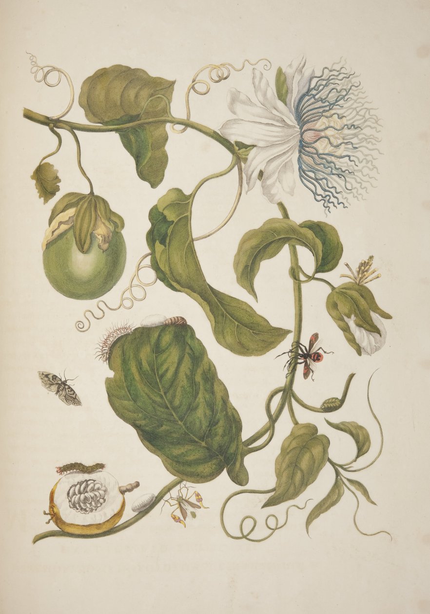 Deska XXI z Metamorphosis Insectorum Surinamensium od Marie Sibylly Merian, 1705 od Unknown