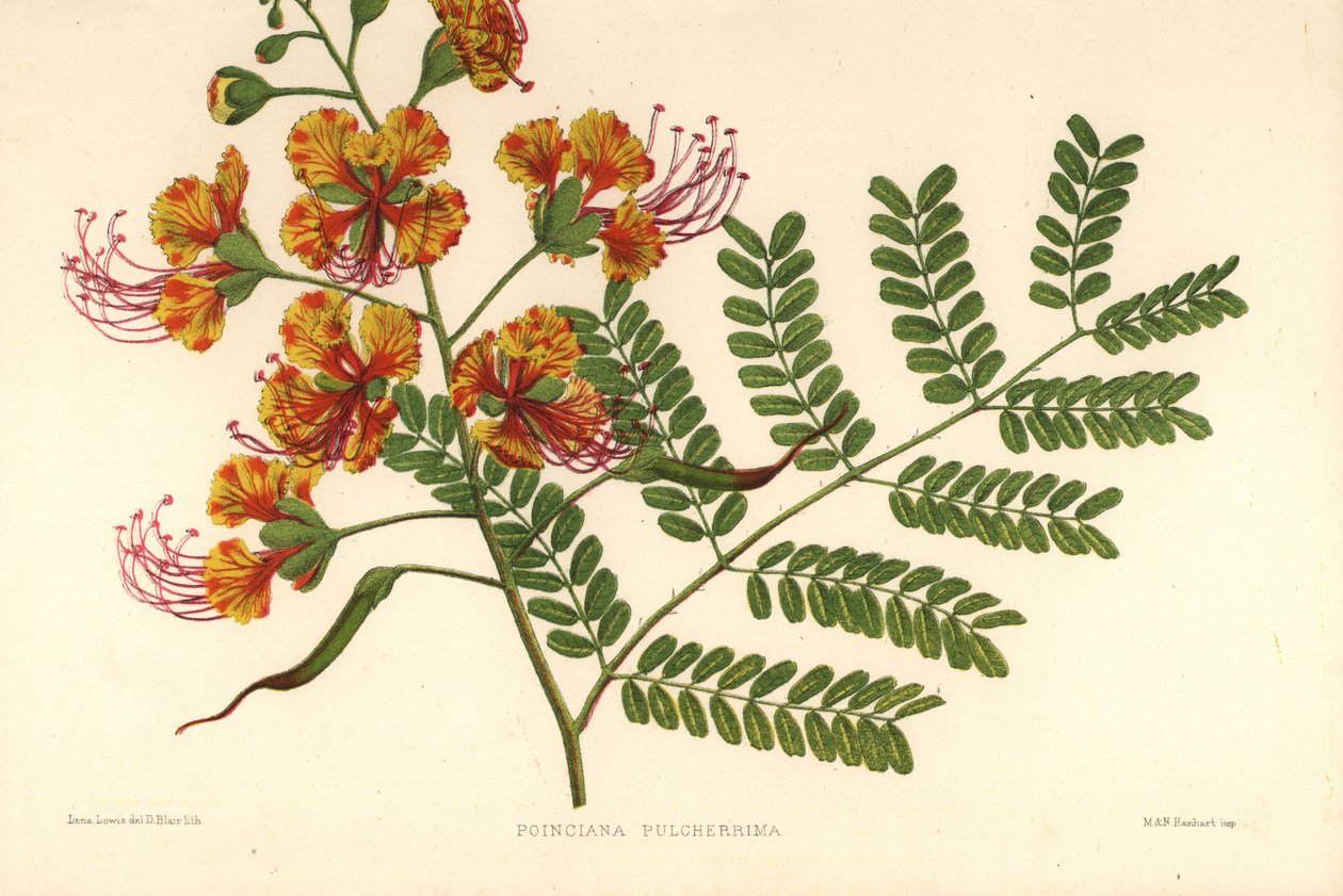 Poinciana, Caesalpinia pulcherrima (Poinciana pulcherrima) od Unknown