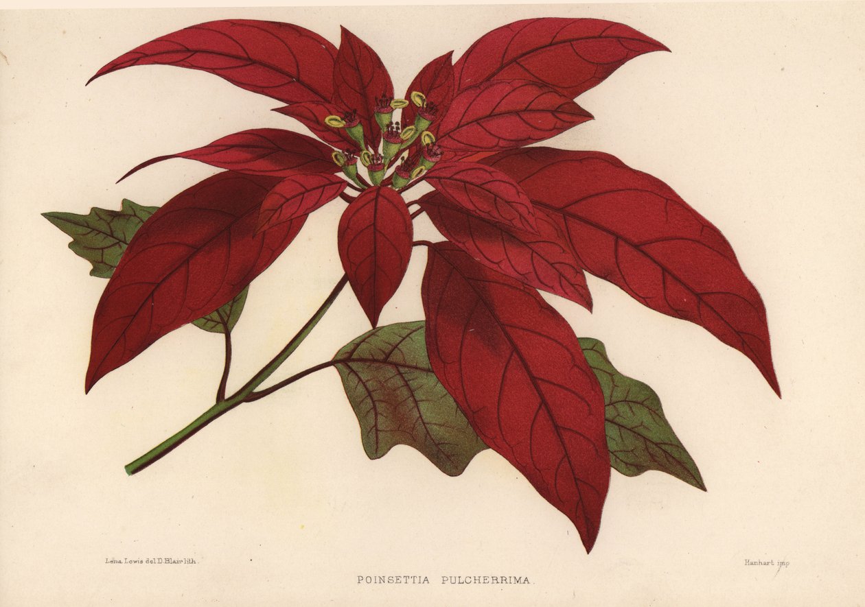 Vánoční hvězda, Euphorbia pulcherrima (Poinsettia pulcherrima) od Unknown