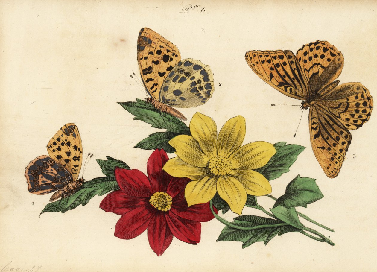 královna španělská fritillary, Issoria lathonia 1, tmavě zelená fritillary, Argynnis aglaja 2 a stříbrem praná fritillary, Argynnis paphia 3 od Unknown