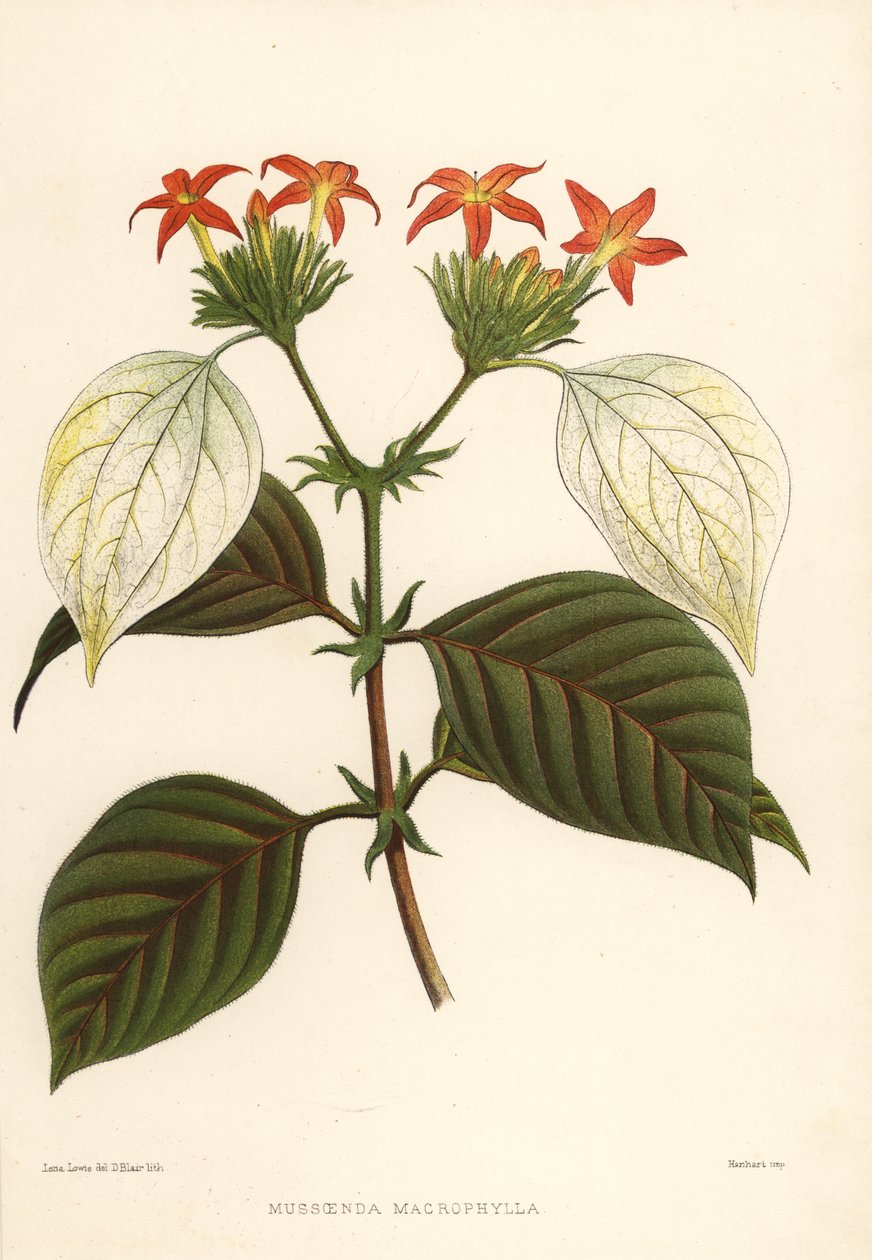 Sladký kořen, Mussaenda macrophylla od Unknown