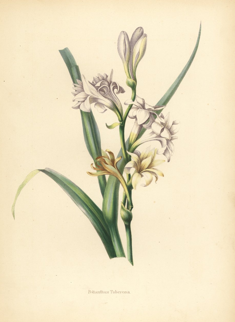 tuberóza, Polianthes tuberosa (Polianthes tuberosa od Unknown