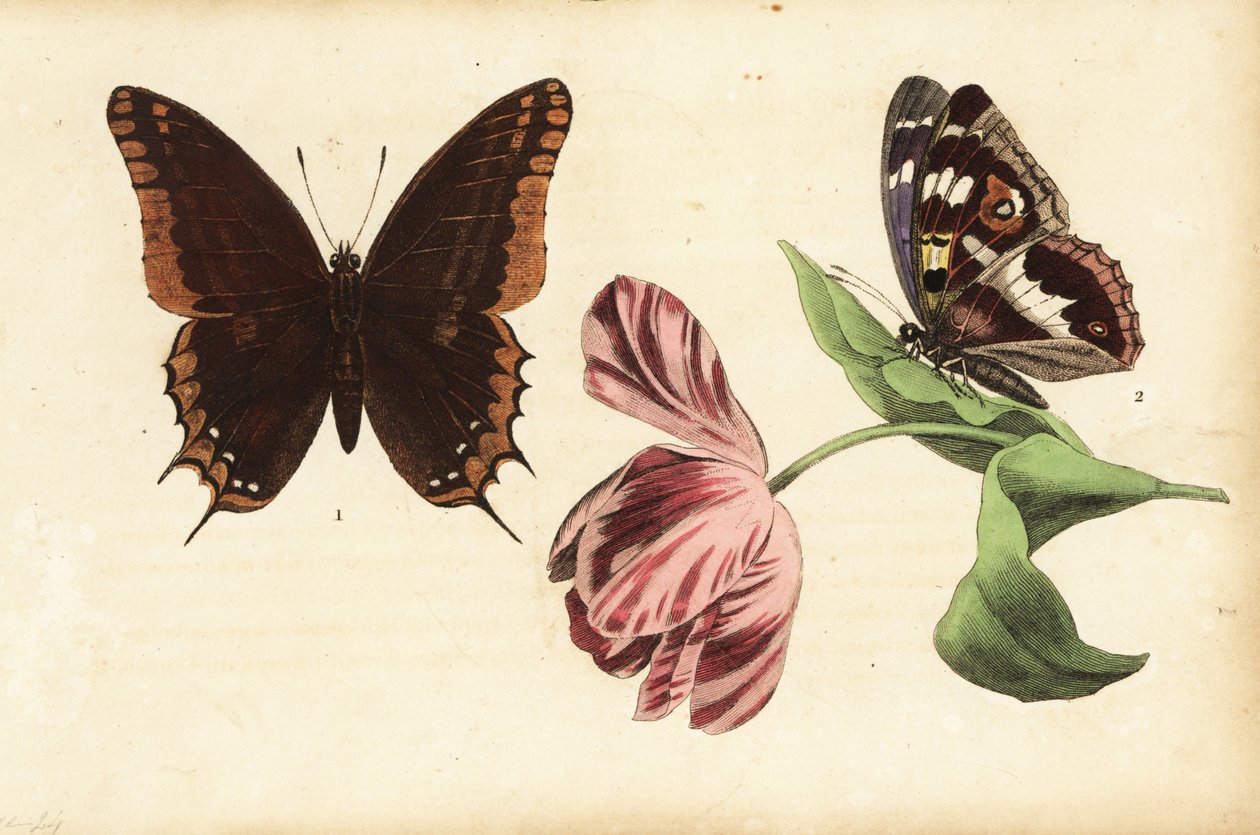 Dvouocasý paša, Charaxes jasius 1 a purpurový císař, Apatura iris 2 a tulipán od Unknown