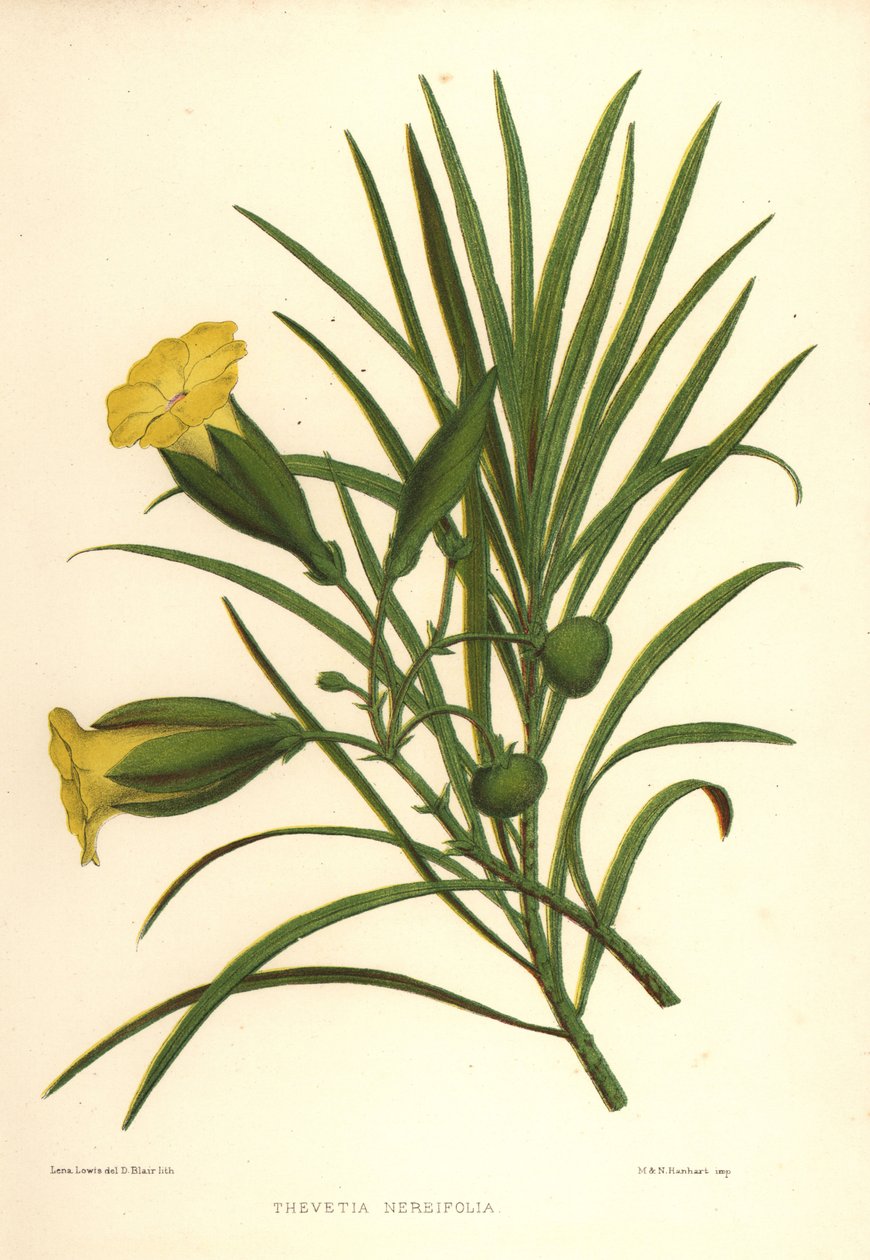 Žlutý oleandr nebo ořech štěstí, Thevetia neriifolia (Thevetia neriifolia) od Unknown