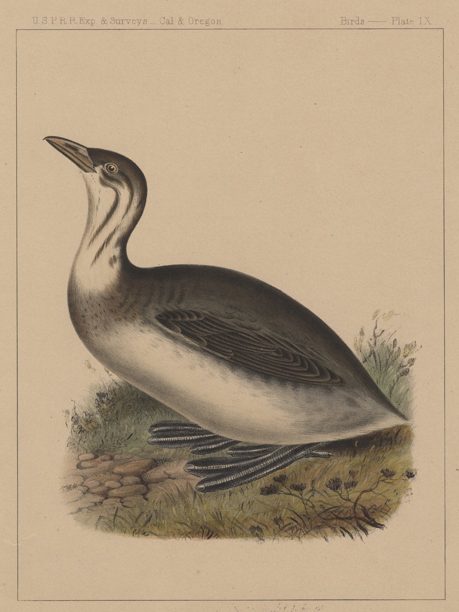 Ptáci, deska IX, 1855 od American School