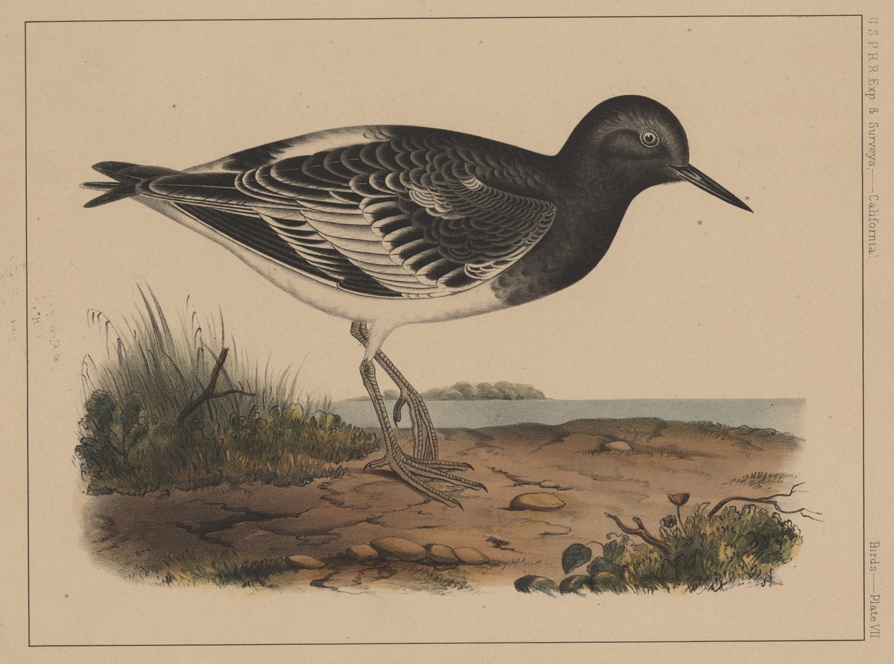 Ptáci, deska VII, 1855 od American School