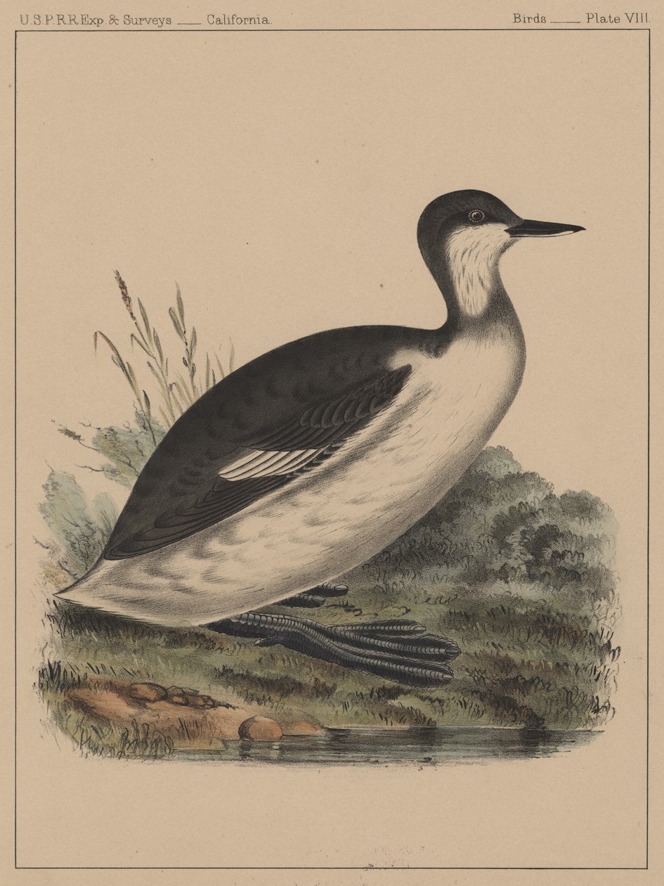 Ptáci, deska VIII, 1855 od American School