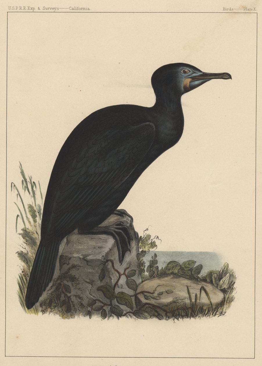 Ptáci, deska X, 1855 od American School