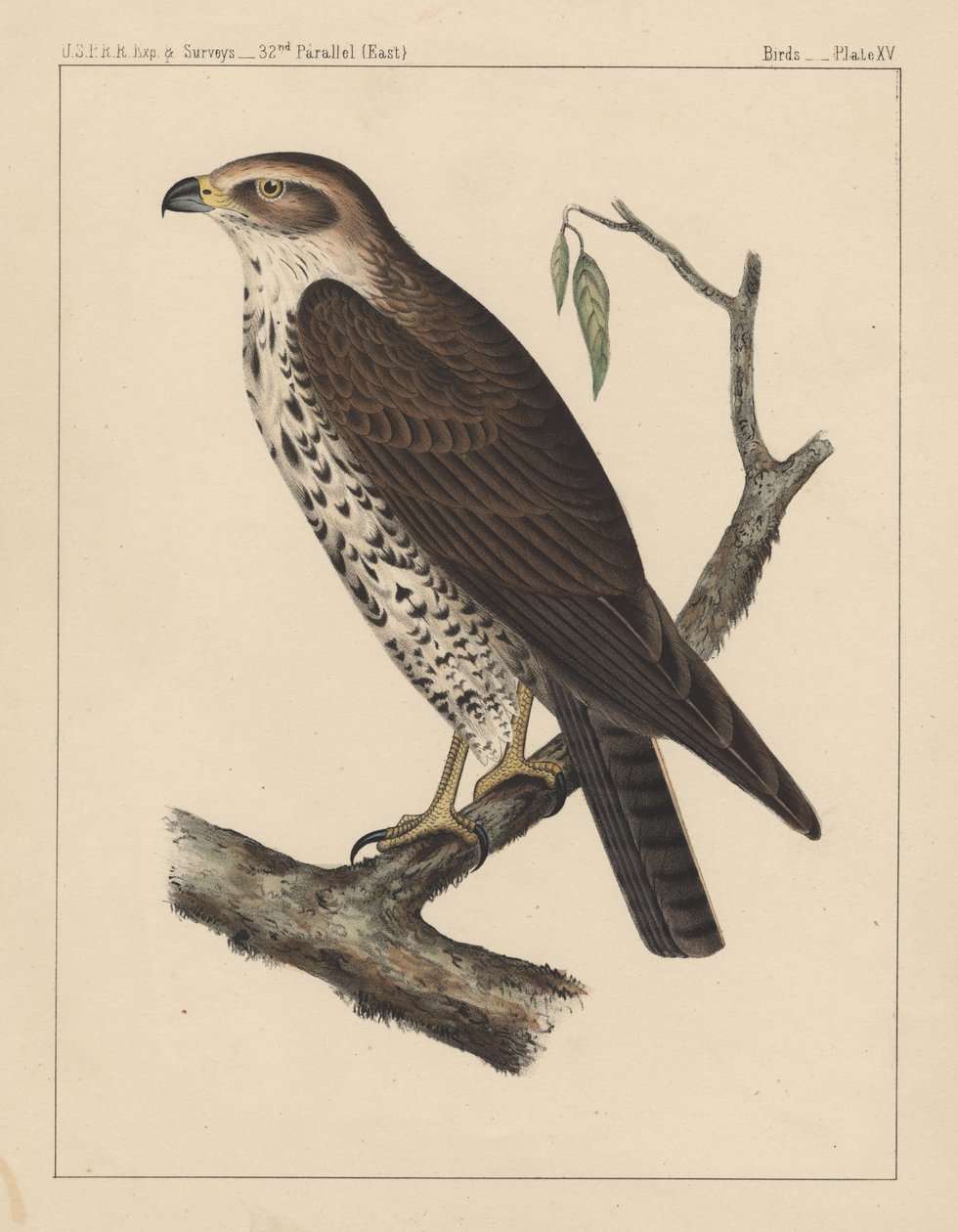 Ptáci, deska XV, 1855 od American School