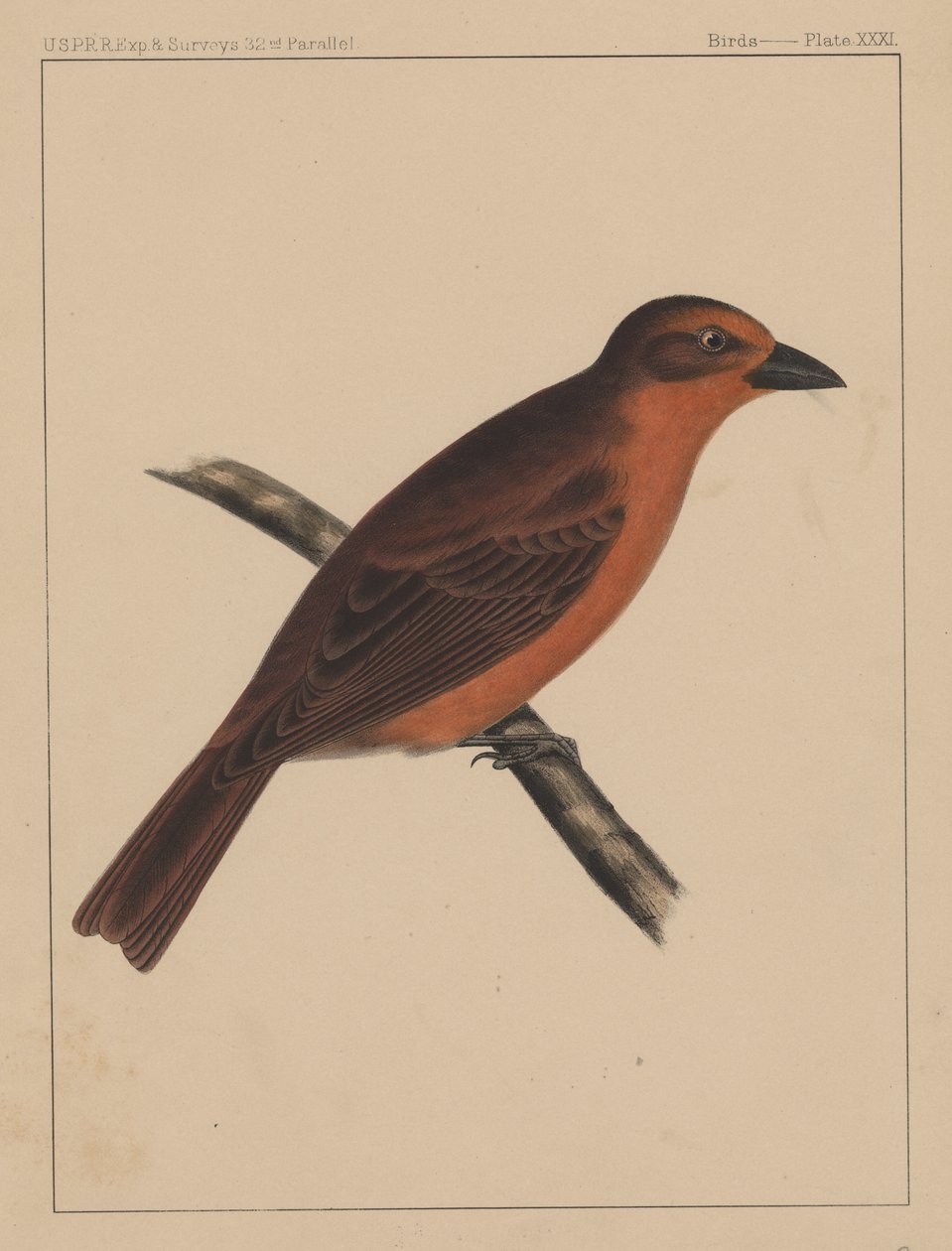 Ptáci, deska XXXI, 1855 od American School