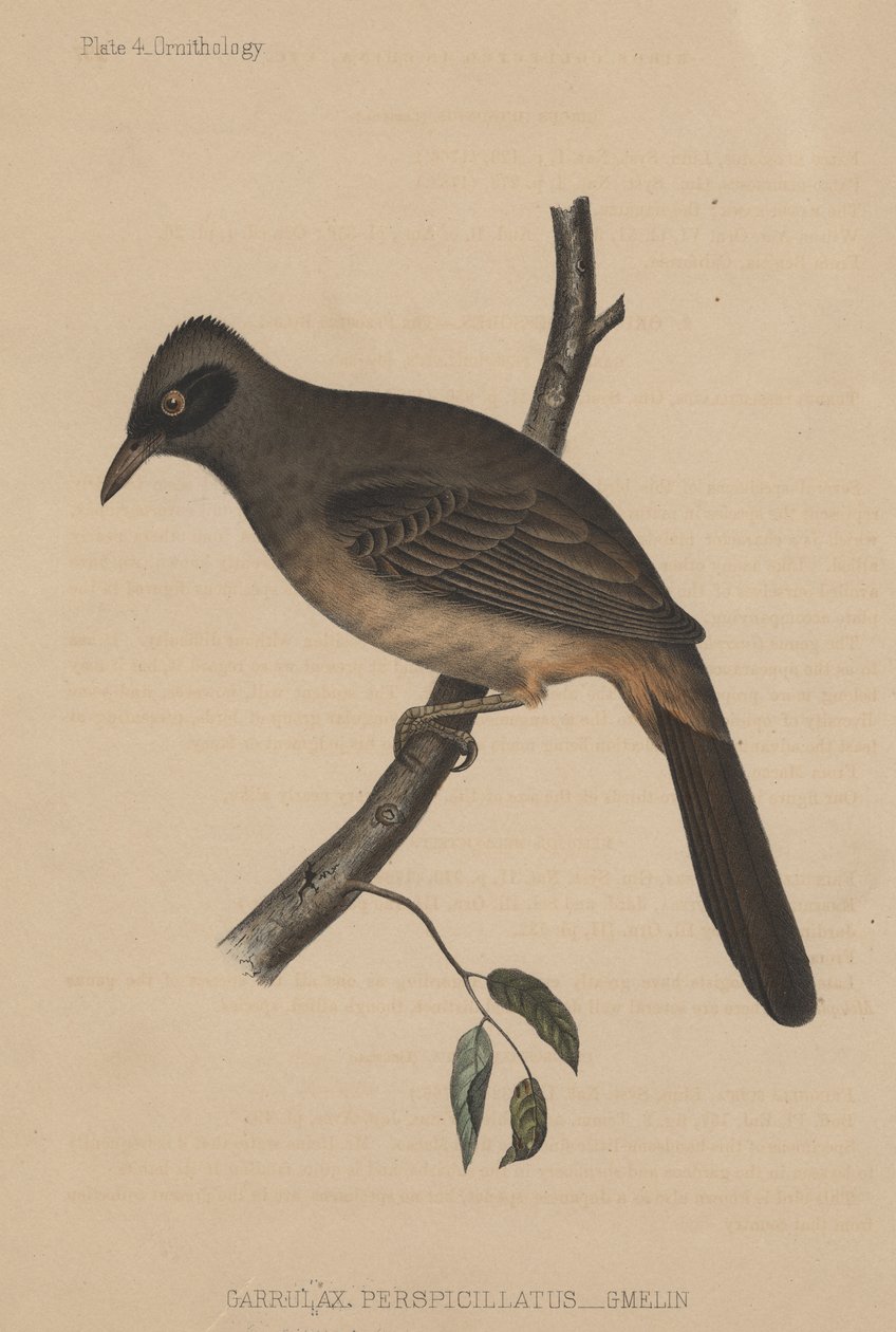 Garrulax Perspicillatus (Gmelin), 1855 od American School