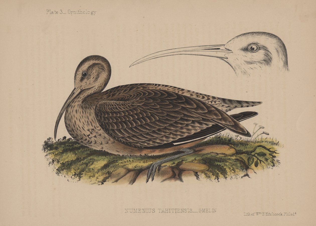 Numenius Tahitiensis (Gmelin), 1855 od American School