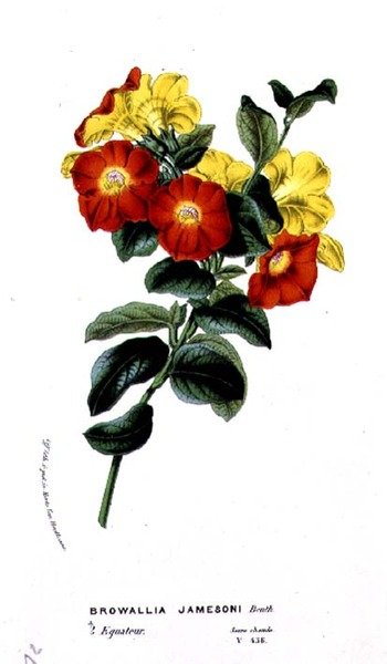 Browallia Jamesoni, z Horto Van Houtteano Louis van Houtte (1810-76) kolem 1860 od Belgian School