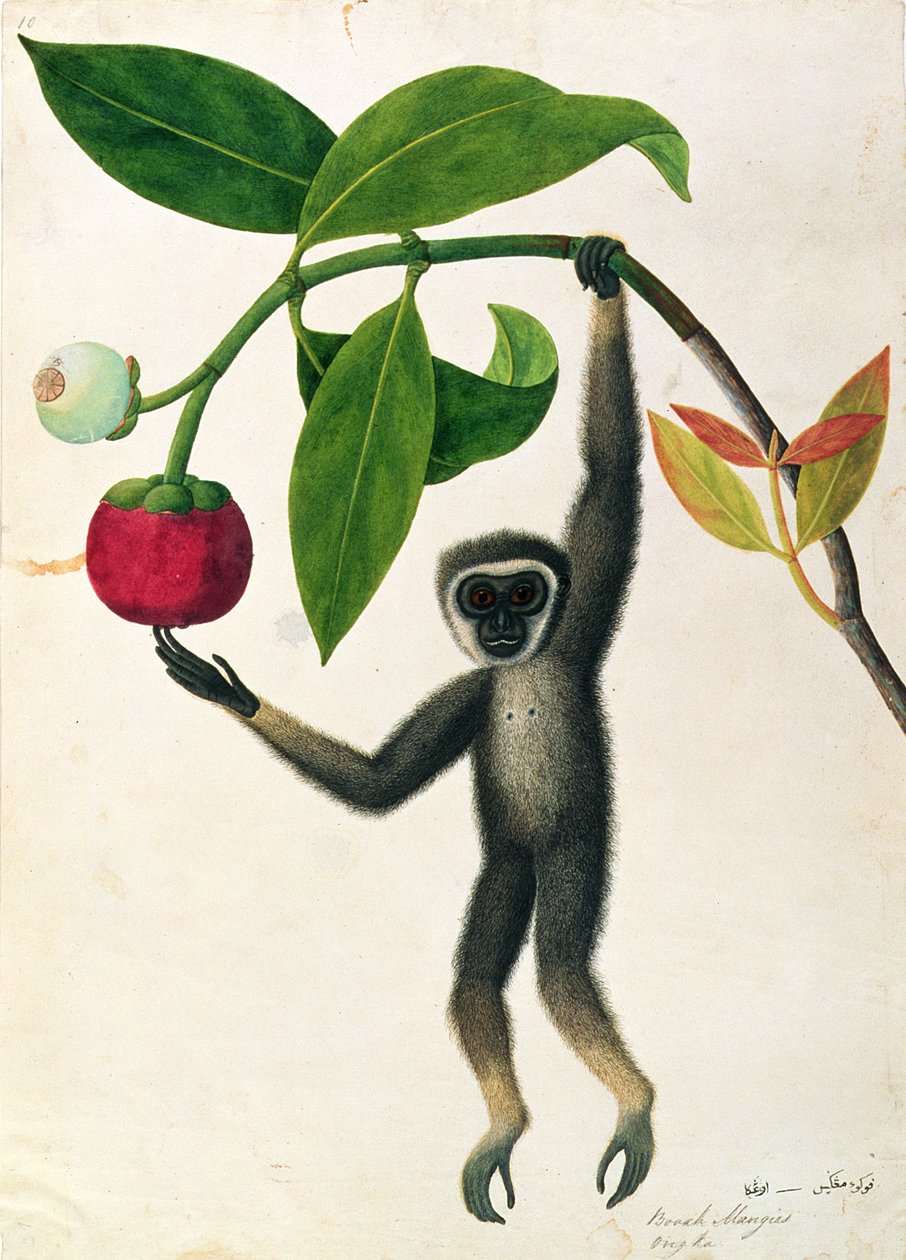 Hbitý gibbon nebo černoruký gibbon z kreseb zvířat, hmyzu a plazů z Malacca, kolem 1805-18 (wc a kvaš na papíře) od Chinese School