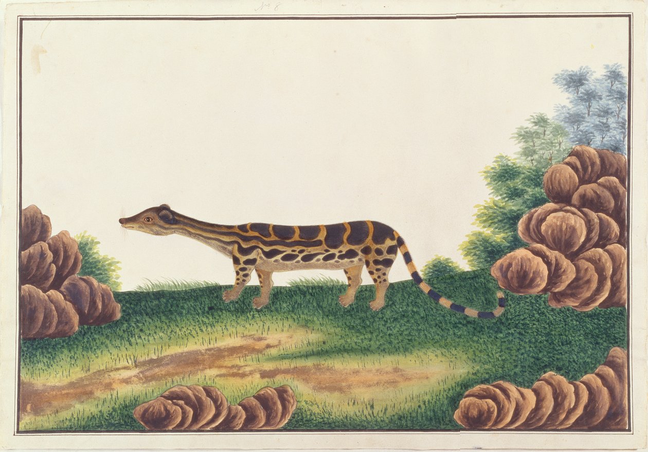 Páskovaný Linsang, z kreseb zvířat, hmyzu a plazů z Malacca, kolem 1805-18 (wc a kvaš na papíře) od Chinese School