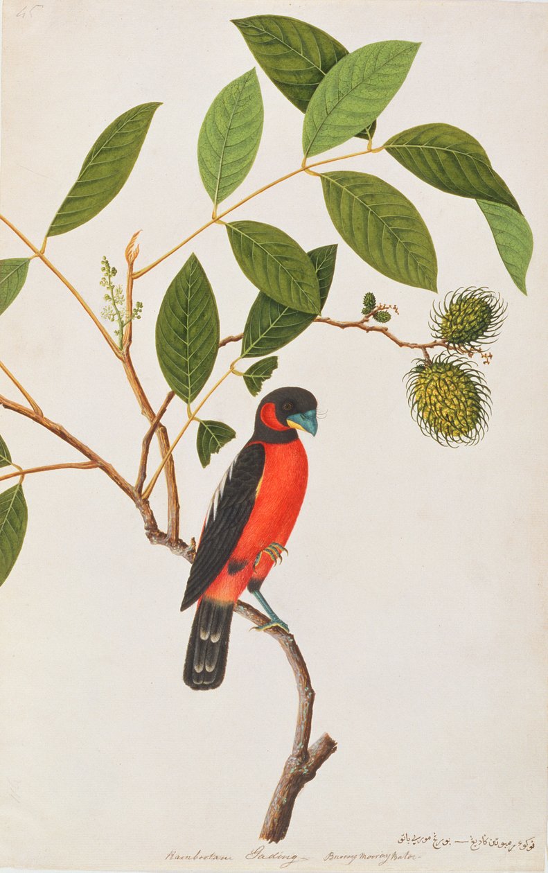 Black-and-red Broadbill, from Drawings of Birds from Malacca, c.1805-18 (wc na papíře) od Chinese School