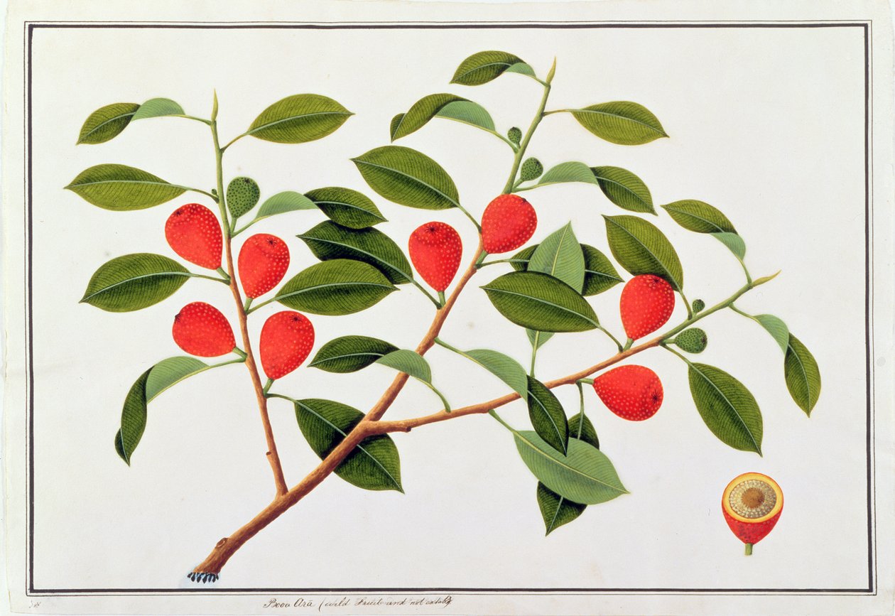 Booa Ara, nejedlé divoké ovoce, z výkresů rostlin z Malacca, kolem 1805-18 (wc na papíře) od Chinese School