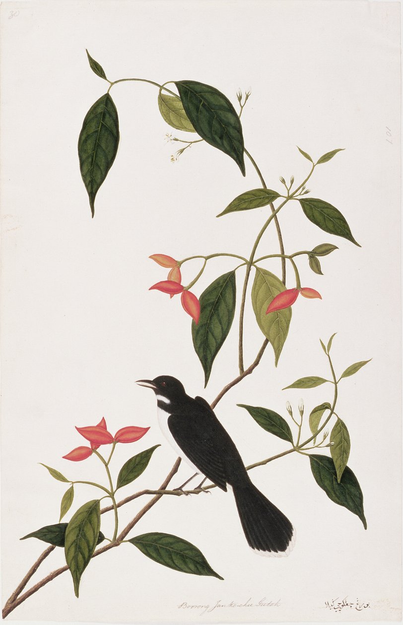Nudný Janke-cheeR utah, z Kresby ptáků z Malacca, kolem 1805-18 (wc na papíře) od Chinese School
