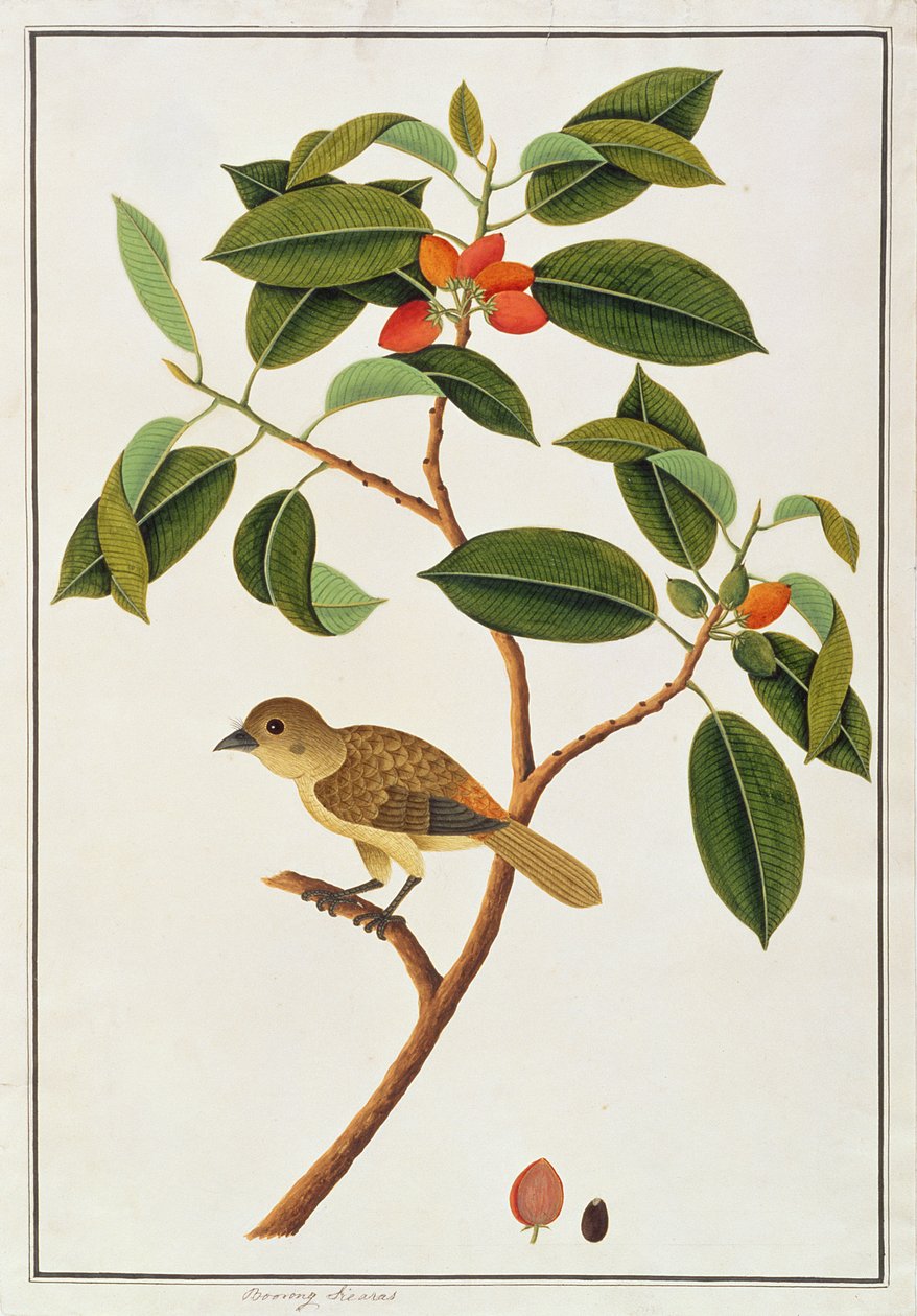 Brown Barbet, z Kresby ptáků z Malacca, kolem 1805-18 (wc na papíře) od Chinese School
