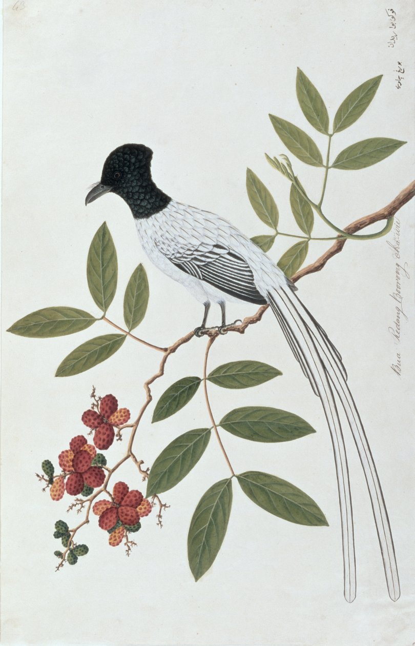 Bua Redang Boorong cha-wie, z Kresby ptáků z Malacca, kolem 1805-18 (wc na papíře) od Chinese School