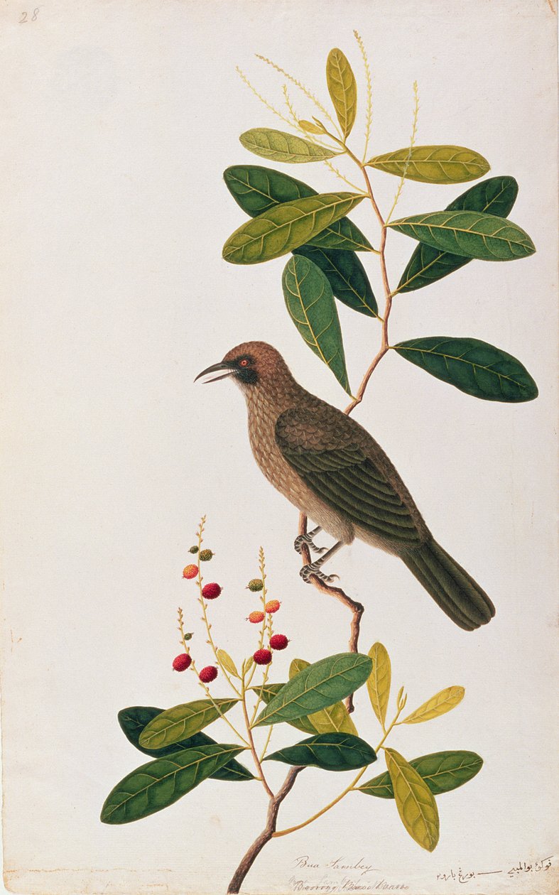 Bua Sambey, Boorong Baroo Baroo, from Drawings of Birds from Malacca, c.1805-18 (wc na papíře) od Chinese School