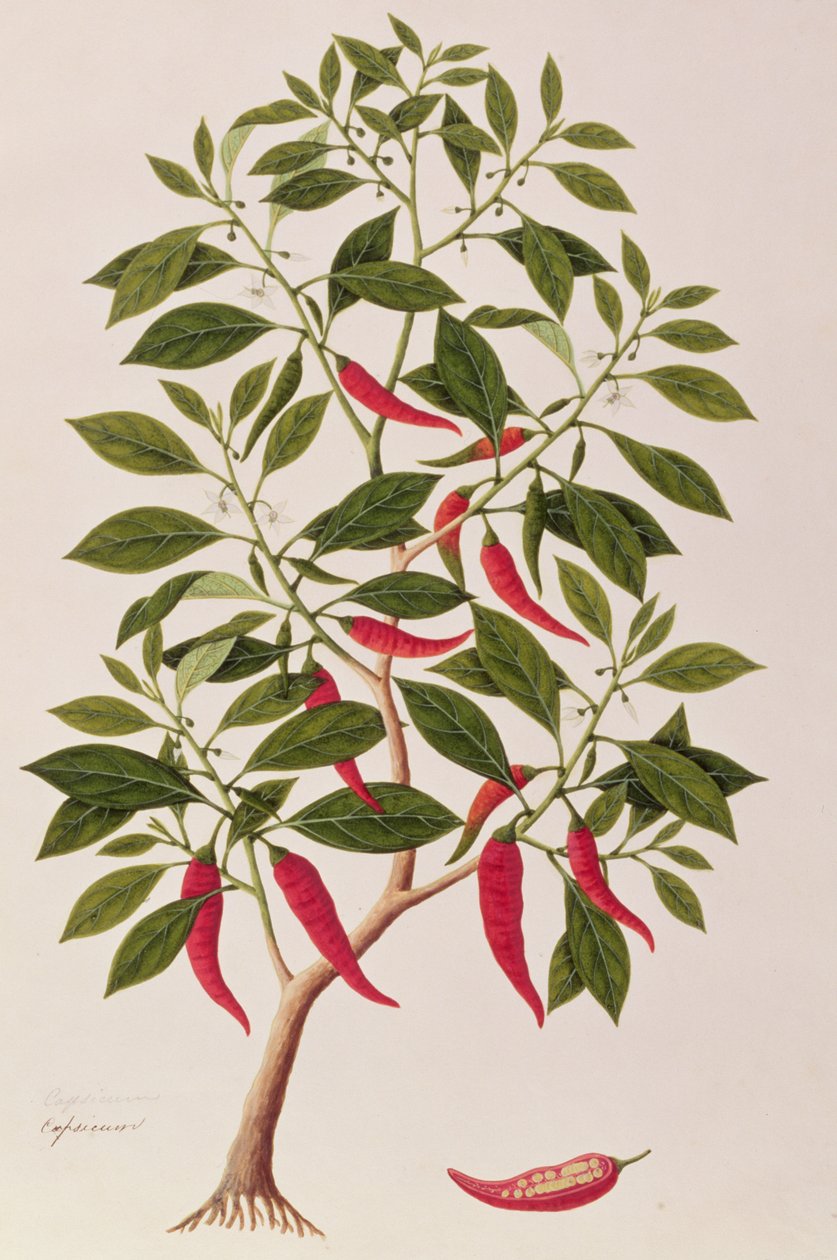 Chilly nebo Capsicum, kresby rostlin z Malacca, c.1805-18 (wc na papíře) od Chinese School