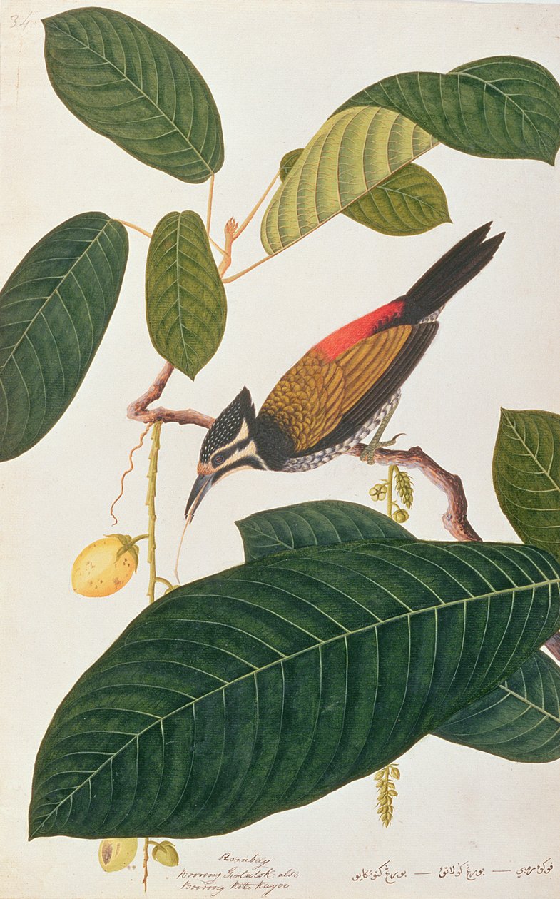Zlatý hřbet obecný, z kresby ptáků z Malacca, kolem 1805-18 (wc na papíře) od Chinese School