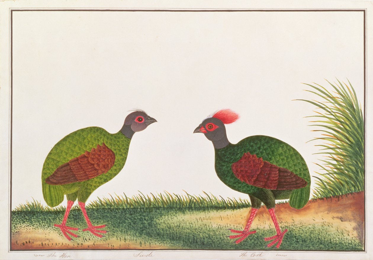 Koroptev chocholatá, slepice a kohout, z kresby ptáků z Malacca, kolem 1805-18 (wc na papíře) od Chinese School