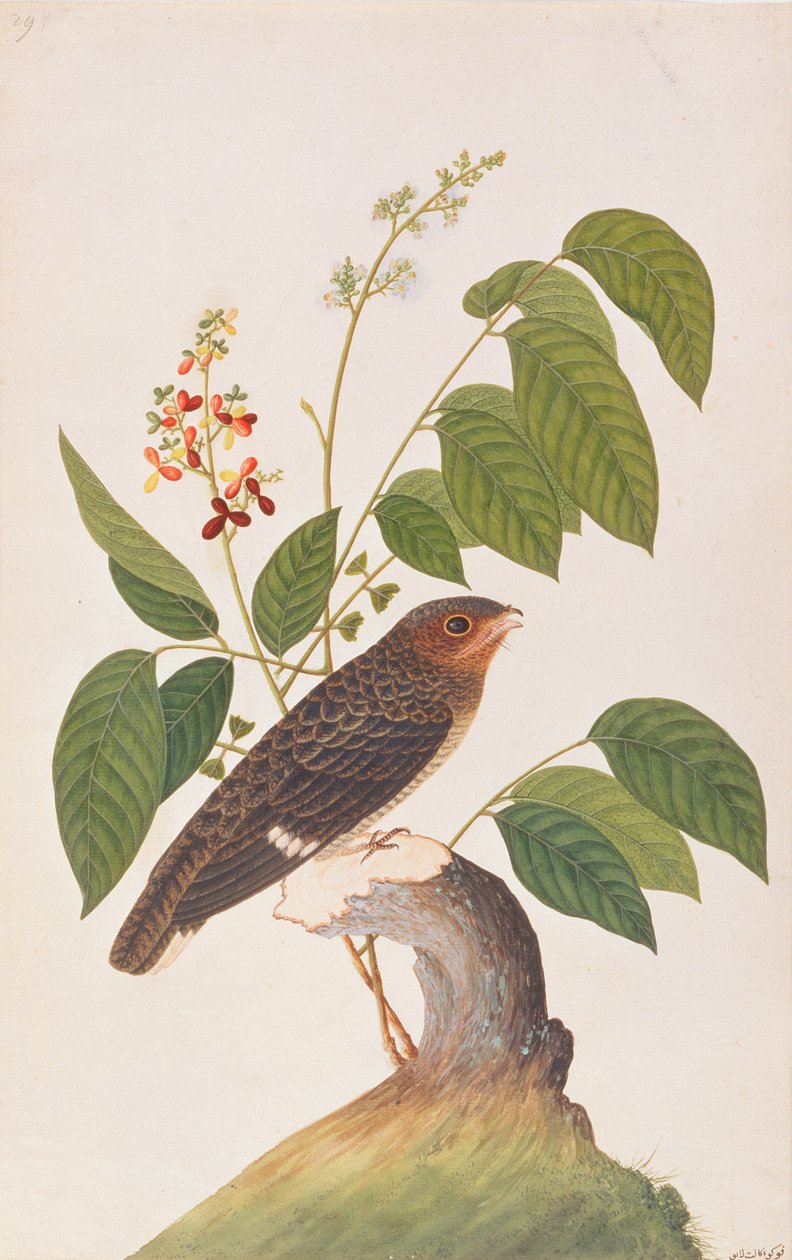 Dusky Broadbill, z Drawings of Birds from Malacca, c.1805-18 (wc na papíře) od Chinese School