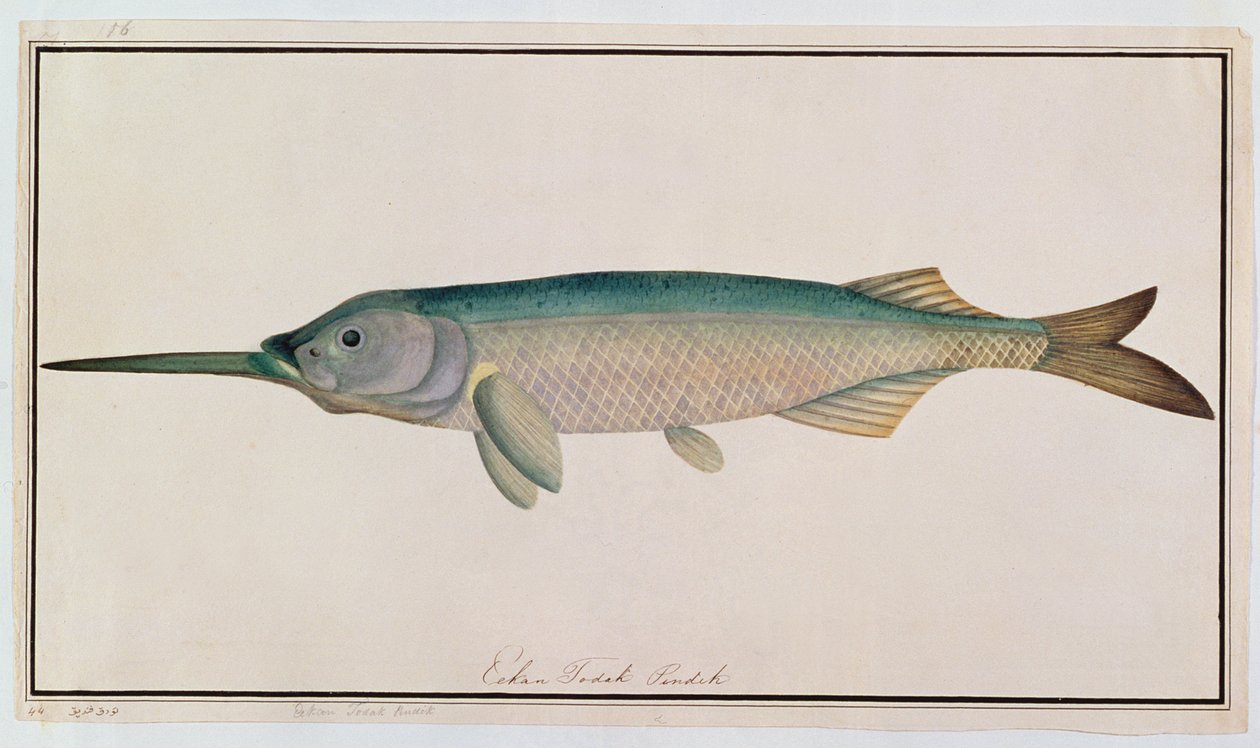 Ikan Todak Pendek, z Drawings of Fishes from Malacca, c.1805-18 (wc na papíře) od Chinese School
