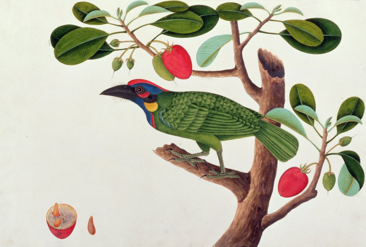 Exotic Bird, from Drawings of Birds from Malacca, c.1805-18 (wc na papíře) od Chinese School