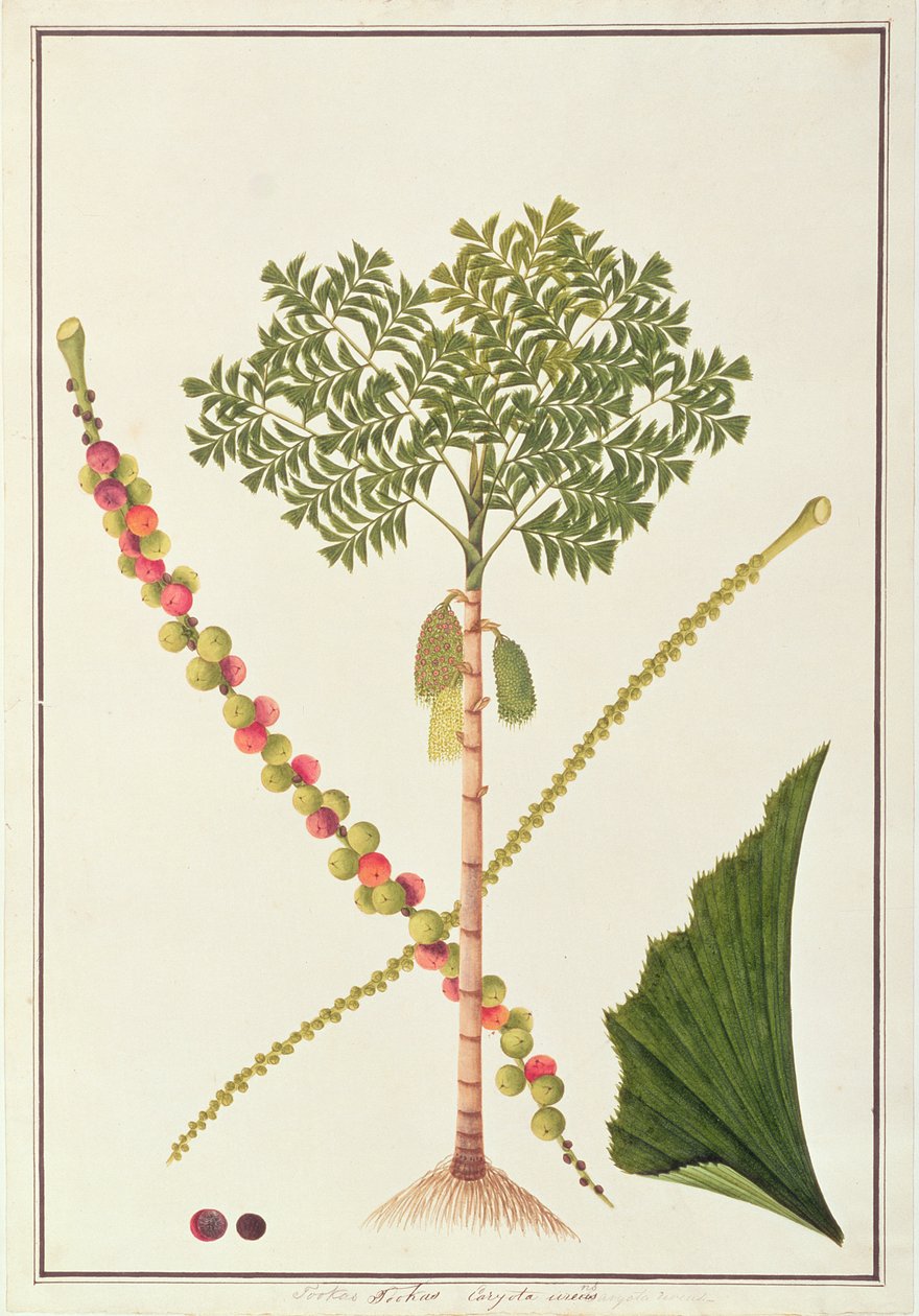 Fishtail Palm, z výkresů rostlin z Malacca, kolem 1805-18 (wc na papíře) od Chinese School
