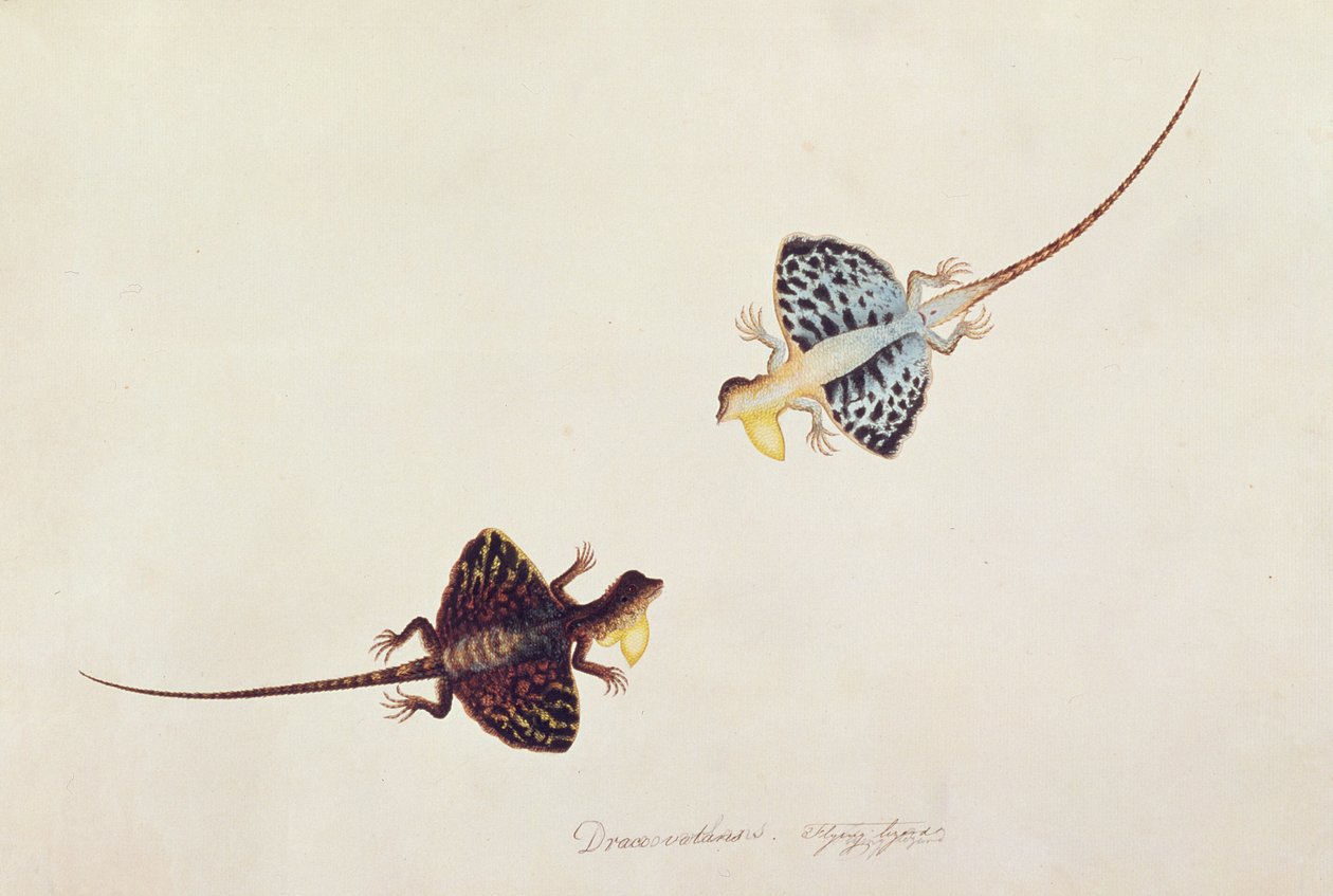 Létající ještěrka, Draco volans, Sumpah Sumpah, z kreseb zvířat, hmyzu a plazů z Malacca, kolem 1805-18 (wc a kvaš na papíře) od Chinese School